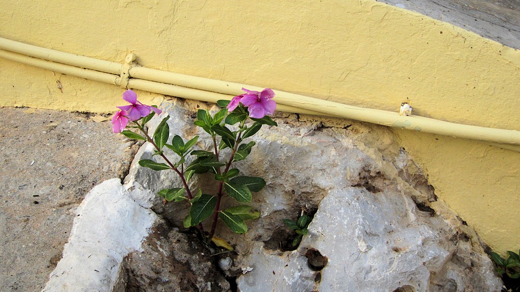 Flowers and Stones